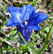 fiore-azzurro
