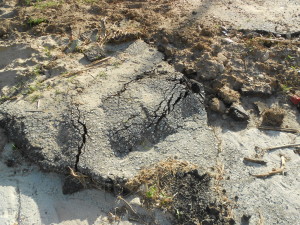 spiaggia formicoli (9)