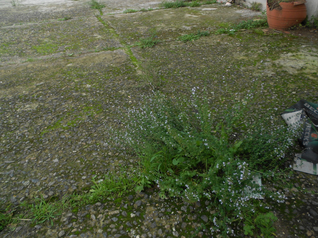 DSCN1902